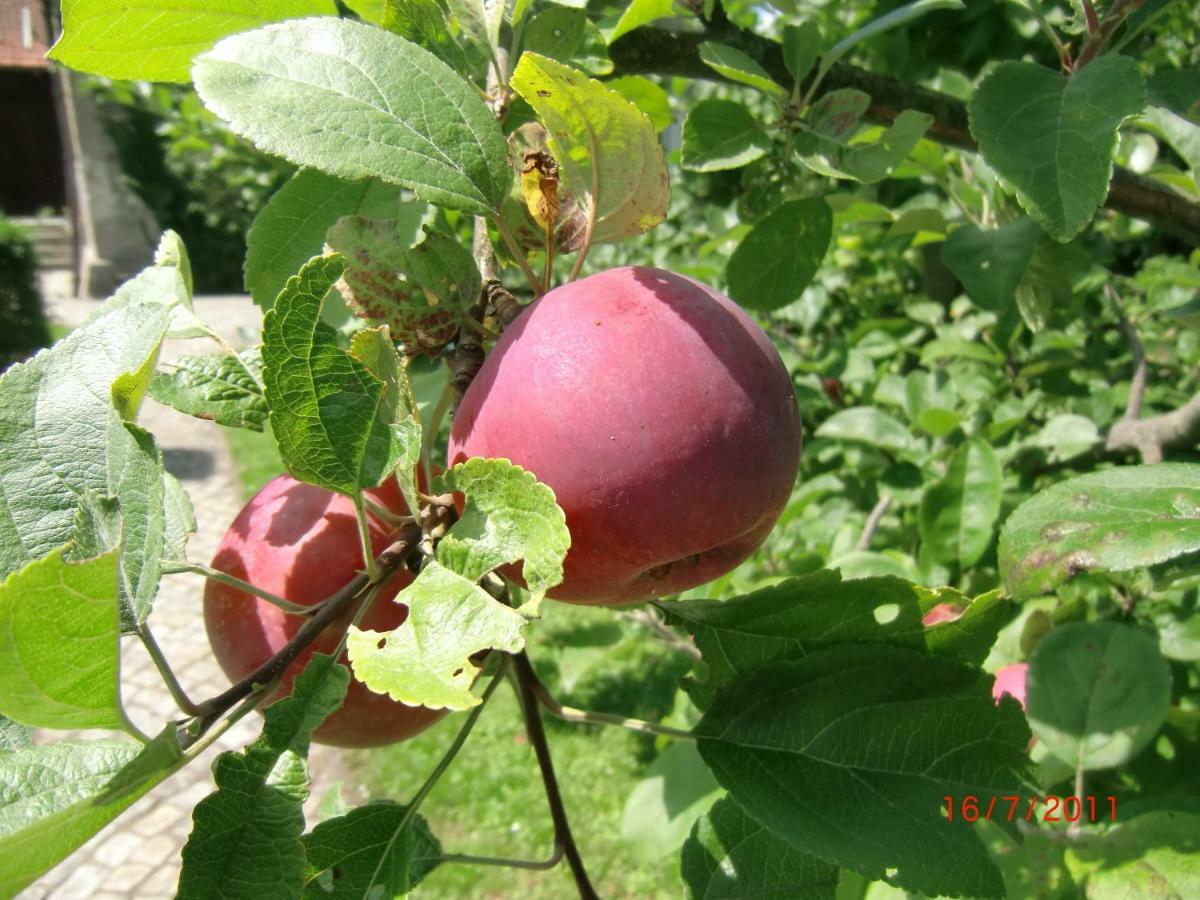 Agroturystyka Burylowka Osiecznica Exteriér fotografie
