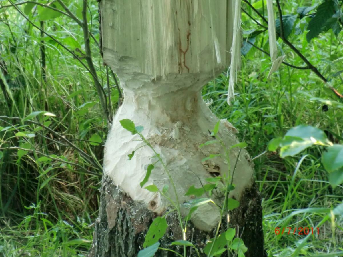 Agroturystyka Burylowka Osiecznica Exteriér fotografie